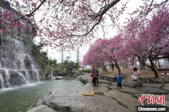 2月23日，市民在乾藝梅園景區(qū)觀賞綻放的梅花。陳興輝 攝