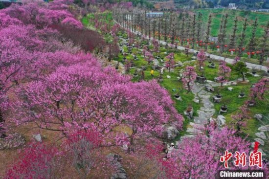 2月23日，航拍乾藝梅園景區(qū)綻放的梅花。瞿宏倫 攝