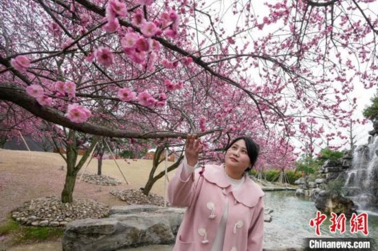2月23日，市民在乾藝梅園景區(qū)觀賞綻放的梅花。陳興輝 攝