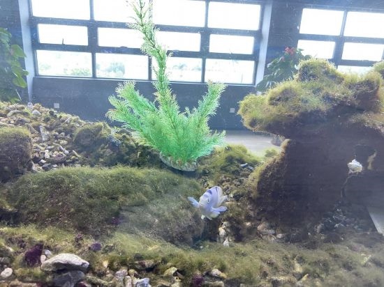 圖為寶鋼湛江鋼鐵水控中心，觀賞海魚(yú)在鋼渣漁礁里游動(dòng)