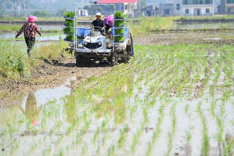 △2023年4月26日，湖南湘潭市雨湖區(qū)姜畬鎮(zhèn)易建河村的一處高標(biāo)準(zhǔn)農(nóng)田，農(nóng)民駕駛插秧機(jī)插秧。