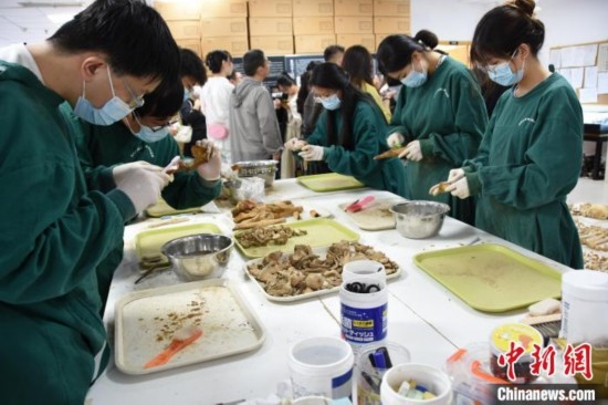 圖為鄭州大學(xué)在校大學(xué)生正在清理骨骼標(biāo)本。王宇 攝