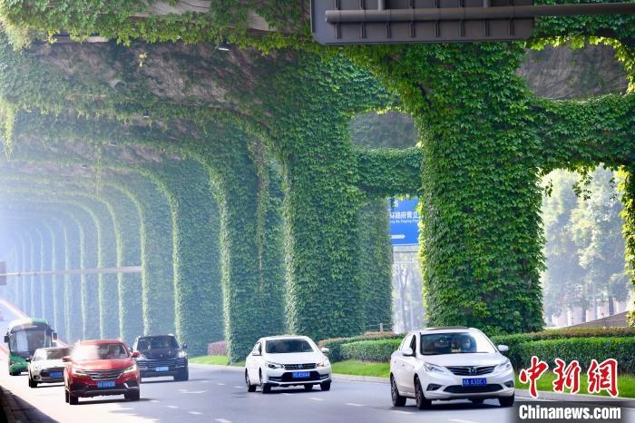 車(chē)輛從長(zhǎng)滿爬山虎的橋墩旁經(jīng)過(guò)。　張浪 攝