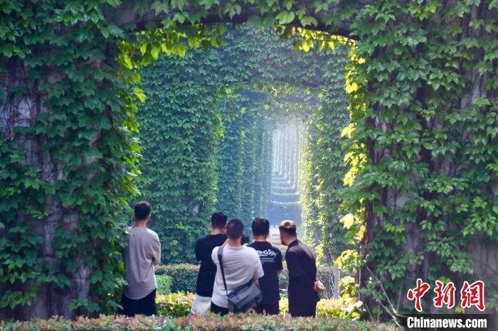 攝影愛(ài)好者打卡“綠野仙蹤”景觀?！埨?攝