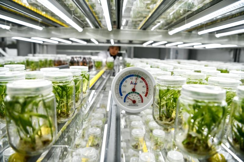 工作人員在貴陽市開陽縣南江蔬菜良種繁育中心的組培中心查看姜苗生長情況（2023年5月23日攝）。新華社記者 楊文斌 攝