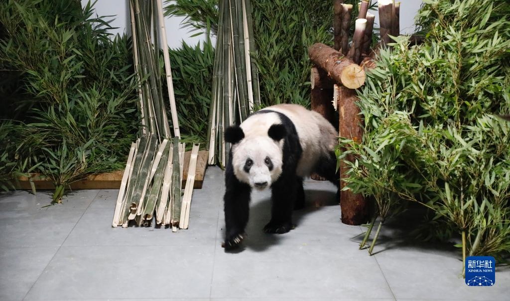 5月29日，大熊貓“丫丫”回到北京動物園。新華社發(fā)（付卓新 攝）