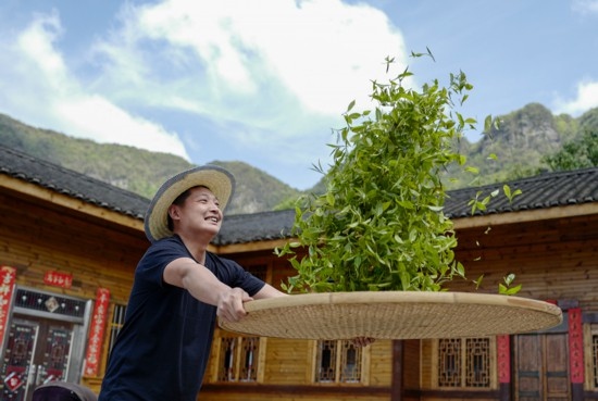 2023年4月19日，重慶市南川區(qū)德隆鎮(zhèn)茶樹村一個居民點，制茶工藝傳承人在幫助村民翻曬新鮮茶葉。