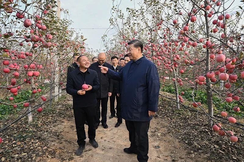 △2022年10月26日，陜西延安高橋鎮(zhèn)南溝村，習(xí)近平總書(shū)記走進(jìn)果園，向現(xiàn)場(chǎng)采摘的果農(nóng)了解蘋(píng)果收成。