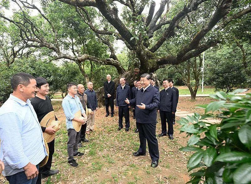 △今年4月11日，習(xí)近平總書(shū)記在廣東茂名高州市根子鎮(zhèn)柏橋村荔枝種植園，同現(xiàn)場(chǎng)技術(shù)人員親切交流。