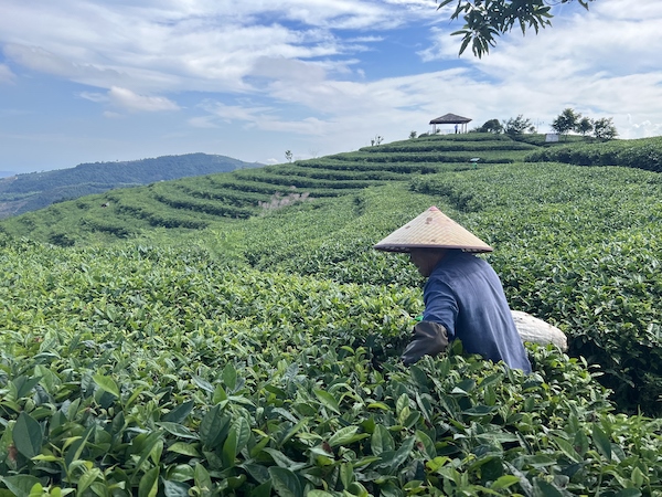 茶農(nóng)正在茶園中采茶。人民網(wǎng) 高清揚(yáng)攝