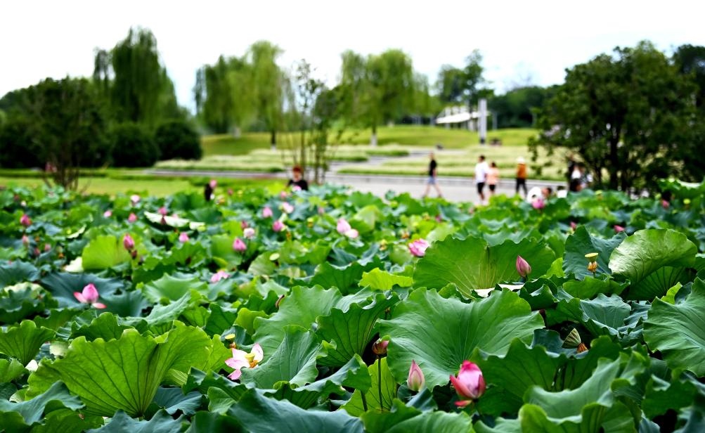 日前，陜西省漢中市漢江兩岸的天漢濕地公園內(nèi)，市民在休閑賞景。新華社記者 劉瀟 攝
