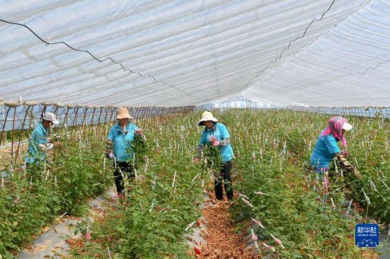 8月17日，農(nóng)民在吉林省德惠市朱城子鎮(zhèn)沿河村程雪家庭農(nóng)場(chǎng)采摘玫瑰花。新華社記者 張楠 攝