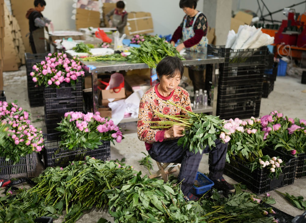 在浦江縣杭坪鎮(zhèn)烏漿村的鮮花種植基地，村民在處理芍藥鮮切花，準備發(fā)往各地（5月23日攝）。新華社記者 翁忻旸 攝