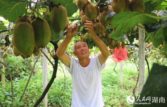 “農(nóng)民專家”丁清清在果園里采摘。 人民網(wǎng)記者 劉賓攝