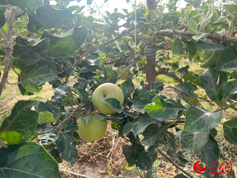 已有蘋(píng)果掛在枝頭，10月底即可成熟。人民網(wǎng)記者 常雪梅攝