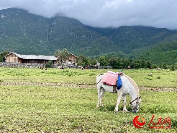 玉湖村附近草甸。人民網(wǎng) 周靜圓攝