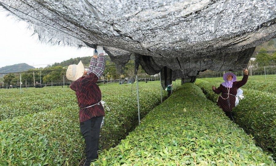 在浙江省紹興市越城區(qū)富盛鎮(zhèn)抹茶生產(chǎn)基地，農(nóng)戶為茶樹拉遮陽網(wǎng)（2023年2月28日攝）。