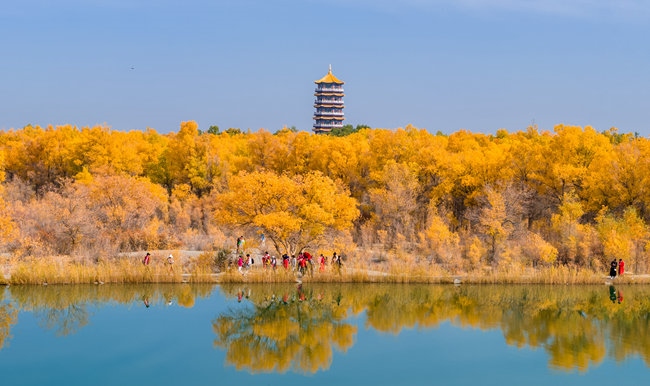胡楊林金碧耀眼。蘭州局集團(tuán)公司融媒體中心供圖