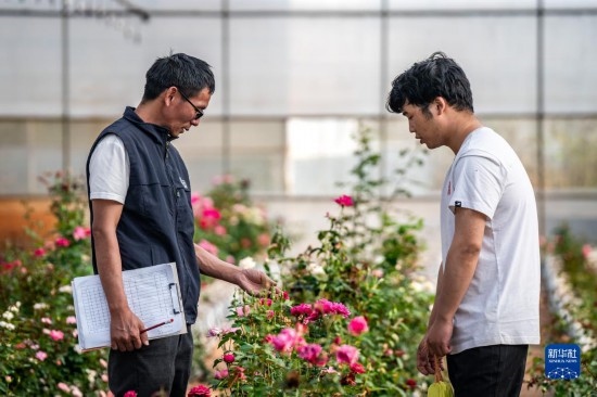 在云南省安寧市現(xiàn)代農(nóng)業(yè)園區(qū)玫瑰種植示范園，技術(shù)員田連通（左）在和同事交流（10月20日攝）。