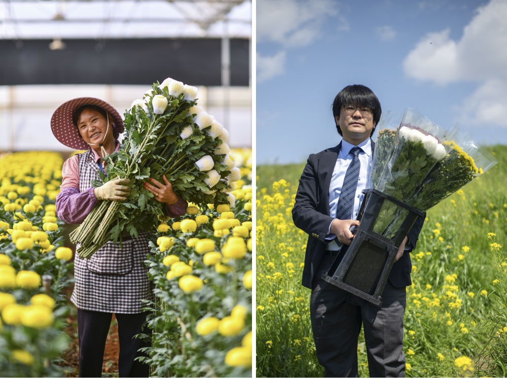 這張拼版照片中，左圖為2023年3月22日在中國云南省開遠(yuǎn)市，花農(nóng)李蘭英在采摘鮮花；右圖為2023年4月3日在日本埼玉縣三鄉(xiāng)市，經(jīng)營花卉公司的小西武為訂貨的花店送花。中國云南有著亞洲最大的鮮切花交易市場，一年可以賣出110億枝鮮切花。春季云南大量鮮花進入盛花期，各類鮮花通過冷鏈物流陸續(xù)進入日本市場，成為當(dāng)?shù)厝松畹拿利慄c綴。