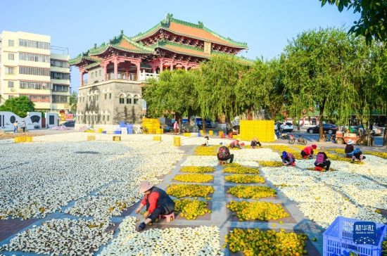 11月25日，在廣東省江門(mén)市新會(huì)區(qū)一處空地，人們對(duì)新會(huì)柑皮進(jìn)行翻皮晾曬。