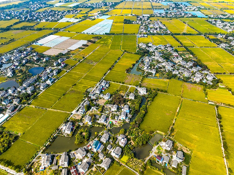 2023年10月22日，浙江海寧市黃灣鎮(zhèn)，金秋時節(jié)，金黃色的稻田與美麗鄉(xiāng)村構(gòu)成一幅寧靜祥和的畫卷。