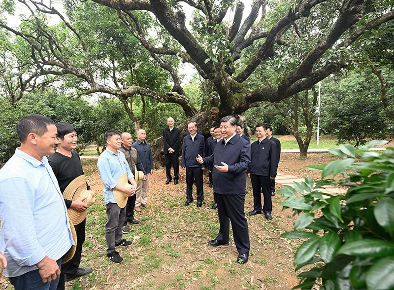 2023年4月11日，習(xí)近平總書記在廣東茂名柏橋村荔枝種植園，同現(xiàn)場技術(shù)人員親切交流。