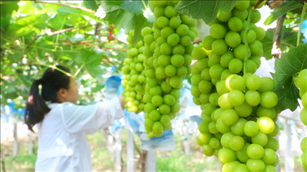 小屯村葡萄園里的陽光玫瑰葡萄。肖俊楠攝