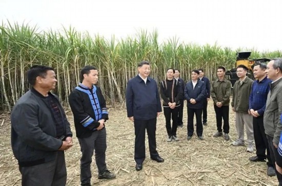 2023年12月14日，習(xí)近平總書記在廣西來賓市國家現(xiàn)代農(nóng)業(yè)產(chǎn)業(yè)園黃安優(yōu)質(zhì)“雙高”糖料蔗基地考察。