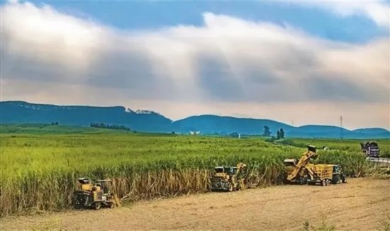 廣西來賓市興賓區(qū)鳳凰鎮(zhèn)黃安村“雙高”糖料蔗基地里，收割機手正在機械化砍收糖蔗。