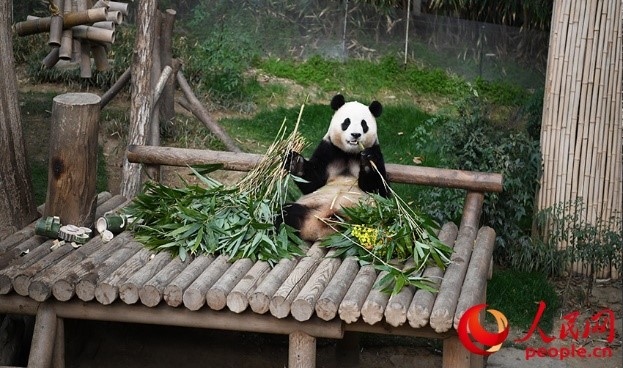 “福寶”享用新鮮的竹子。人民網(wǎng) 李帆攝