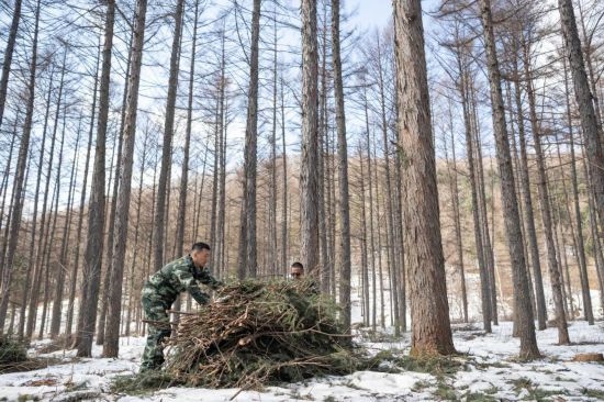 3月14日，在伊春森工集團(tuán)美溪林業(yè)局公司一處森林可持續(xù)經(jīng)營(yíng)試點(diǎn)樣地，工作人員在整理林下剩余物。新華社記者 謝劍飛 攝