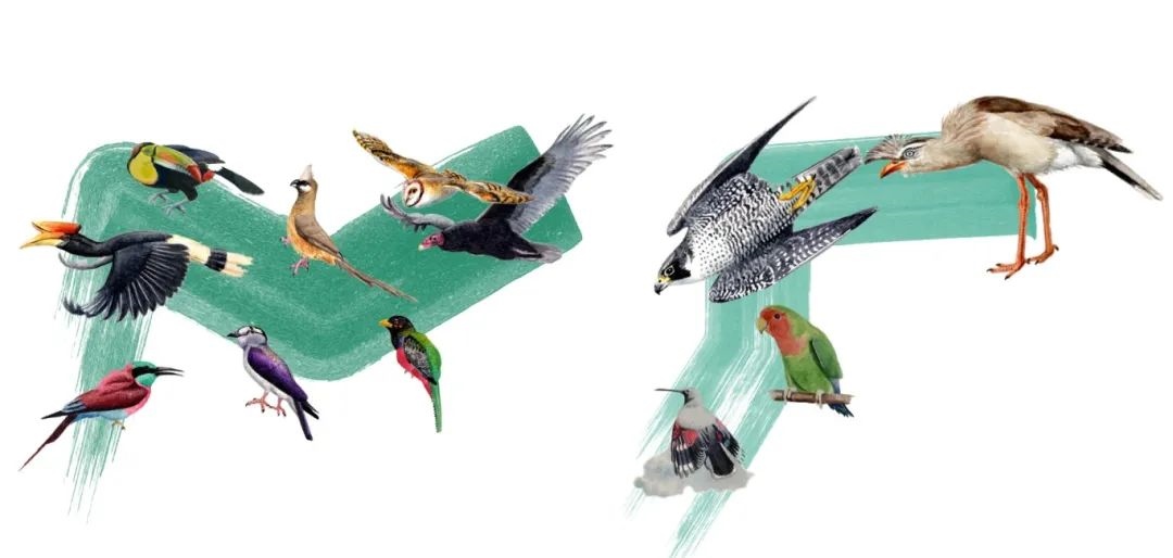 陸鳥類。浙江大學(xué)供圖