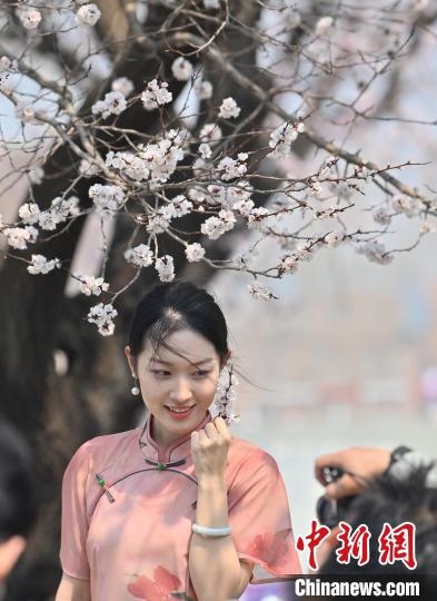 4月21日，一名年輕女孩在杏花樹(shù)下拍照。張瑤 攝