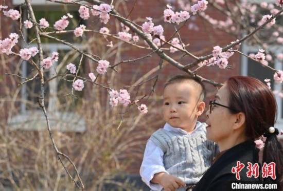 4月21日，游客在吉林大學(xué)南嶺校區(qū)賞花。張瑤 攝
