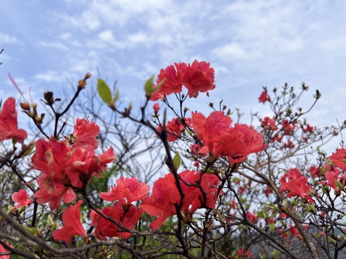 陽明山的杜鵑花。人民網(wǎng) 高清揚(yáng)攝