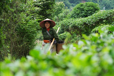 2024年4月24日，湖南省衡陽市耒陽市龍?zhí)伶?zhèn)江頭貢茶葉種植專業(yè)合作社，村民在茶山采摘茶葉，實現(xiàn)了家門口就業(yè)。