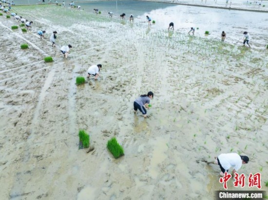 圖為5月21日，航拍綏陽縣旺草中學(xué)學(xué)生在旺草萬畝大壩體驗(yàn)插秧。唐哲 攝