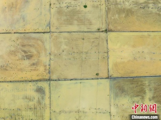 圖為5月21日，航拍綏陽縣旺草中學(xué)學(xué)生在旺草萬畝大壩體驗(yàn)插秧。唐哲 攝