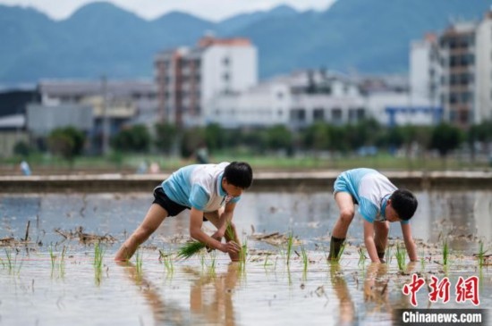 圖為5月21日，兩名學(xué)生在綏陽縣旺草萬畝大壩體驗(yàn)插秧。唐哲 攝