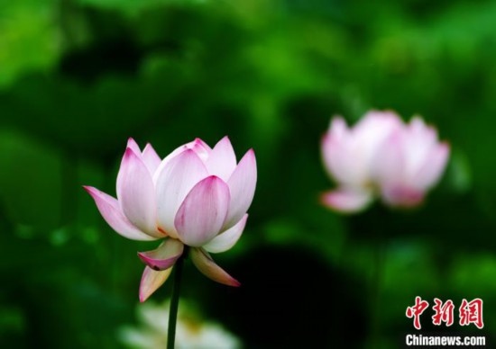 6月19日，時值一年畢業(yè)季，四川大學(xué)望江校區(qū)荷花池里的荷花盛開，成為了畢業(yè)生們的打卡圣地，吸引了眾多畢業(yè)生拍照留念。圖為盛開的荷花。中新社記者 安源 攝