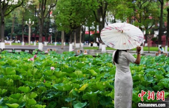 6月19日，時值一年畢業(yè)季，四川大學(xué)望江校區(qū)荷花池里的荷花盛開，成為了畢業(yè)生們的打卡圣地，吸引了眾多畢業(yè)生拍照留念。圖為畢業(yè)生在荷花池邊拍照留念。中新社記者 安源 攝