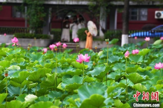 6月19日，時值一年畢業(yè)季，四川大學(xué)望江校區(qū)荷花池里的荷花盛開，成為了畢業(yè)生們的打卡圣地，吸引了眾多畢業(yè)生拍照留念。圖為盛開的荷花。中新社記者 安源 攝