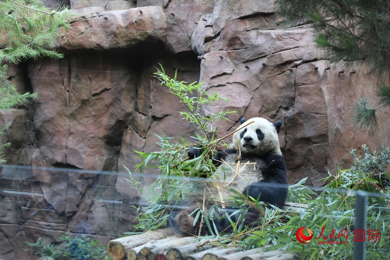 2、“云川”和“鑫寶”落戶圣迭戈動(dòng)物園，開(kāi)啟了新一輪中美大熊貓保護(hù)合作。 人民網(wǎng)記者 李志偉攝 (1)