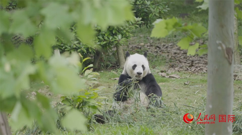 成都大熊貓繁育研究基地的熊貓。人民網(wǎng)記者 張榮攝