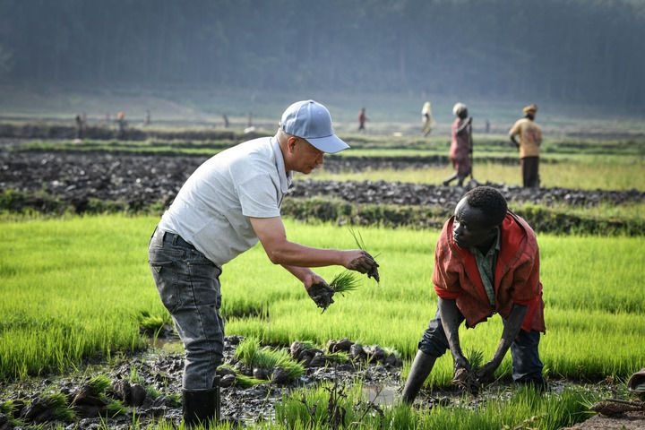 2024年8月14日，在盧旺達南方省胡耶區(qū)的中國援盧旺達農(nóng)業(yè)技術(shù)示范中心，水稻專家鄭瑞金（左）在稻田里指導當?shù)氐巨r(nóng)進行秧苗移栽。新華社記者 韓旭 攝