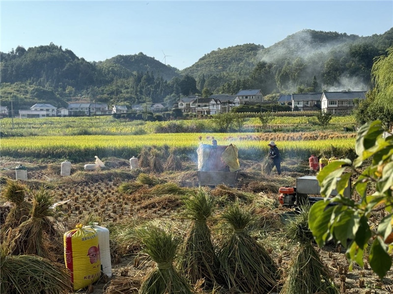 “豐收”是秋天的關鍵詞，田間煙火氣，最撫凡人心。打谷機、蛇皮袋、抱稻禾、捆秸稈……這是鄉(xiāng)土中國廣大農村收割稻谷的經典場景，也是不少干過農活的人的獨家記憶。告別了打谷機，擁抱機械化，改變的是生產工具，不變的是三農情懷。農為邦本，本固邦寧，每一個親吻土地、珍惜糧食的日子都值得被尊敬，被緬懷，被憧憬?？疾靾F中的謝里克·科爾茹姆巴耶夫是《哈薩克斯坦實業(yè)報》的總編輯，也是一位“生活觀察家”，田間里揮汗收割的村民引起了他的興趣，他感嘆道：人們勞作的過程總是令人賞心悅目。這就是中外共鳴的“鄉(xiāng)愁”吧。 （烏茲別克斯坦《人民言論報》副總編輯魯斯蘭·肯扎耶夫攝）