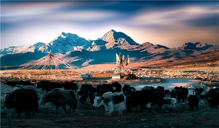 雅拉雪山上的牦牛群。蕭旺擺攝