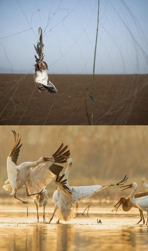 拼版圖片：圖為2011年和2023年鄱陽湖區(qū)的變化，曾經(jīng)湖區(qū)內(nèi)分布有捕鳥網(wǎng)，如今人與自然和諧共生的理念深入人心。攝影：傅建斌 周海燕 制作：賈稀荃