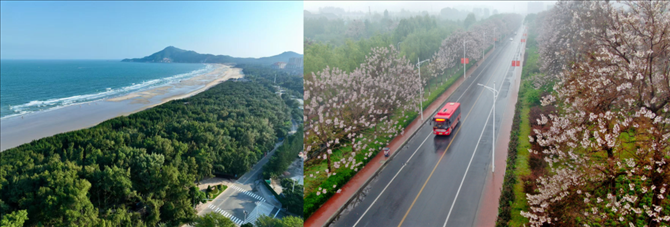 拼版照片：左圖為位于東山縣金鑾灣沿岸的木麻黃防護(hù)林帶（無(wú)人機(jī)照片，新華社記者 姜克紅 攝）；右圖為2021年4月20日在蘭考縣焦裕祿干部學(xué)院附近拍攝的泡桐花（無(wú)人機(jī)照片，新華社記者 郝源 攝）。